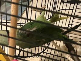 Alexandrine Parakeet