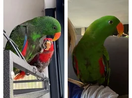 Plucked or molted feather?
