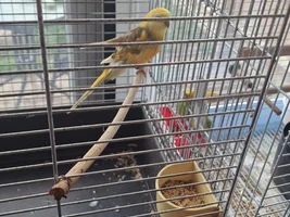 Red rump parrot unsure of sex