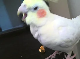 Grooming needed?