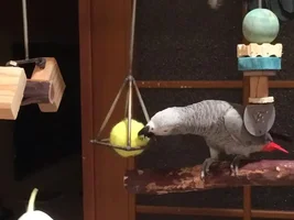 Hi everyone! New Bird Toys!!!
