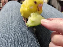 Otto's Story