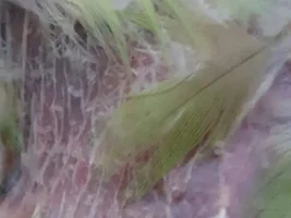 Alexandrine parrot losing feathers