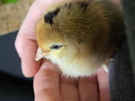 New chickies