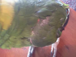 Strange feathers on an adopted Amazon