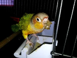 Do conures eat more during their molt?