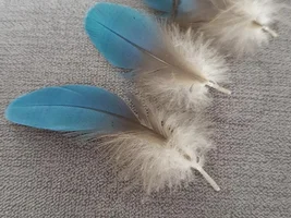 Molting or illness
