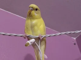 Cricket’s thread!
