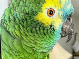 Amazon - possible fractured femur