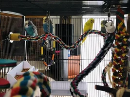 Introducing New Budgies to Existing Flock?