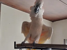 ISO Greater Macaw or Mollucan Too