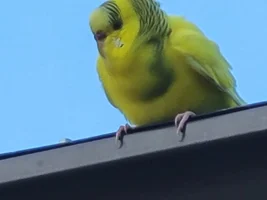 How to a capture someone's pet budgie / parakeet