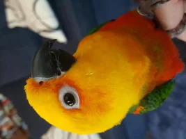 New Jandey Conure. Newbie questions...