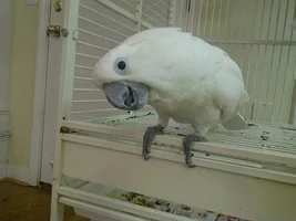 Cockatoo has major issues.