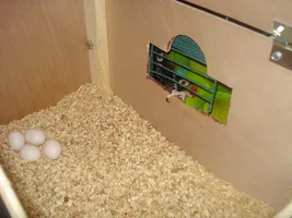 Nenday Conure Pair.... Mates?