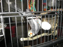 art class asignment for drawing birds