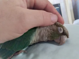 Laura's Flock Thread