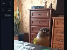 Zenek and other our parrots