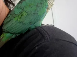 Teeko