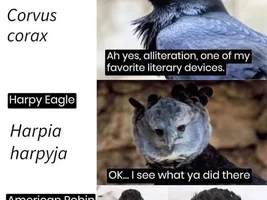 The best Bird meme!!