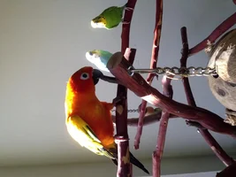 Pewpew has an overgrown beak