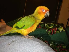 New sun conure