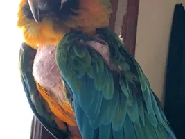 Rehoming my peaches :/