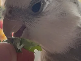 RICO LIKES DANDELION!!