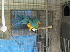 Sick Macaw