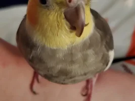 Extremely Anxious Cockatiel