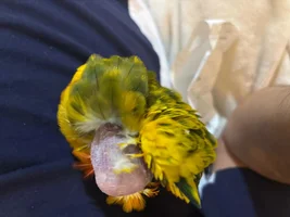 Update of my Sun Conure Bald Head