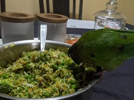 Please Help me with GCC Diet and Behavior