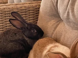 Bought 4 little rabbits home.. :)