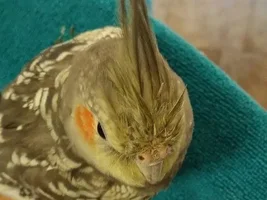 Cockatiel Crown growing in strange?