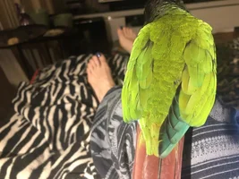 Badly clipped wing