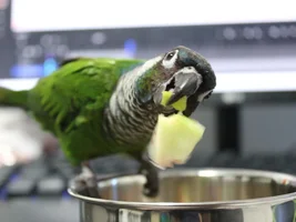 Conure Tail Feather Loss