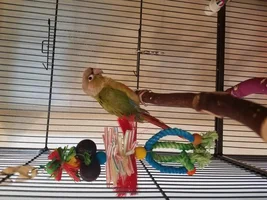 Lola/Ben