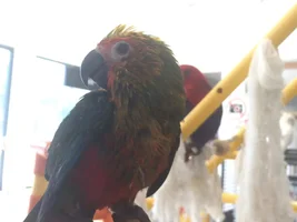 Red Factor Sun Conure or Sunday Conure?