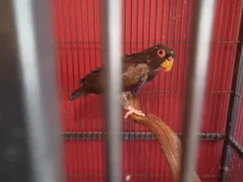 Bronze winged Pionus, terrified and vicious... please help