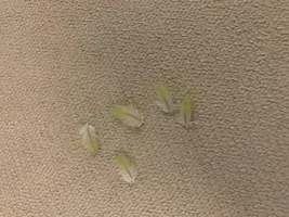 Beginning feather issues?