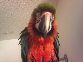 Do macaws get dandruff?