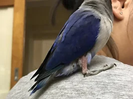 Lovebird losing feathers - advice?
