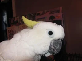 New to 'Toos :)