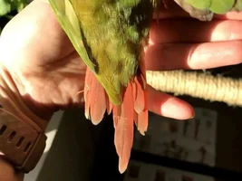 Chewing Tailfeathers