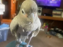 Gray feathers on a Goffin Cockatoo