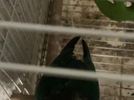 Conure Hurt, not sure what to do, please help
