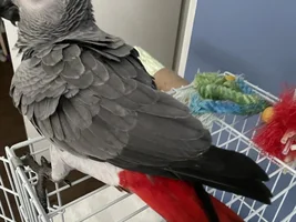 Beautiful young hand tamed African Gray for sale.  A great talker!!!