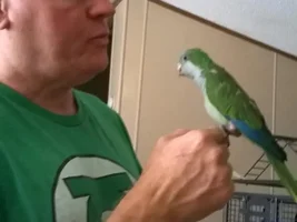 I'm a new Quaker Daddy.  Rescued Male.