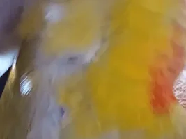 Please help? Is my conure plucking or molting?