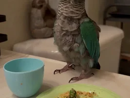 Molting, plucking or overpreening?